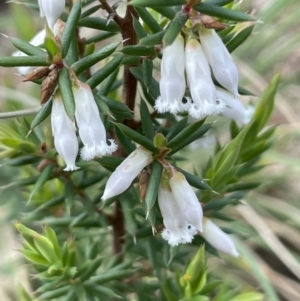 Leucopogon fletcheri subsp. brevisepalus at Rendezvous Creek, ACT - 15 Oct 2022