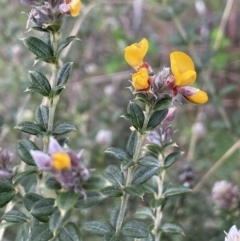 Oxylobium ellipticum (Common Shaggy Pea) at Rendezvous Creek, ACT - 15 Oct 2022 by JaneR