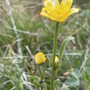 Ranunculus lappaceus at Rendezvous Creek, ACT - 15 Oct 2022 03:44 PM