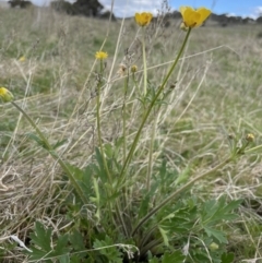 Ranunculus lappaceus at Rendezvous Creek, ACT - 15 Oct 2022