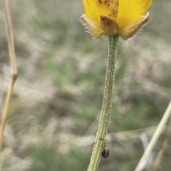 Ranunculus lappaceus at Rendezvous Creek, ACT - 15 Oct 2022