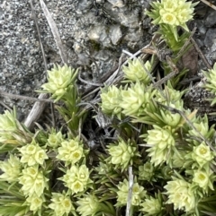 Scleranthus diander (Many-flowered Knawel) at Rendezvous Creek, ACT - 15 Oct 2022 by JaneR