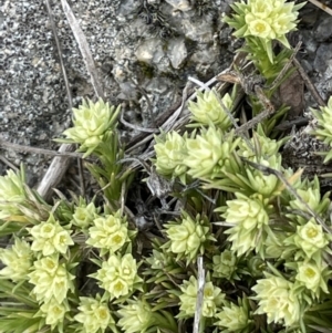 Scleranthus diander at Rendezvous Creek, ACT - 15 Oct 2022