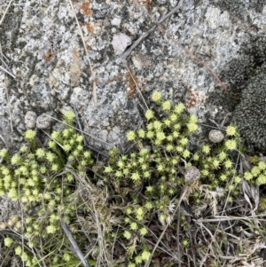 Scleranthus diander at Rendezvous Creek, ACT - 15 Oct 2022