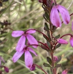 Tetratheca bauerifolia (Heath Pink-bells) at Rendezvous Creek, ACT - 15 Oct 2022 by JaneR