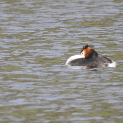 Podiceps cristatus (Great Crested Grebe) at Bungendore, NSW - 16 Oct 2022 by Liam.m