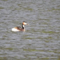 Podiceps cristatus at Bungendore, NSW - 16 Oct 2022