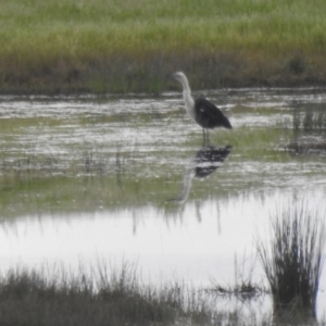 Ardea pacifica at Bungendore, NSW - 16 Oct 2022