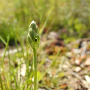 Hymenochilus bicolor (ACT) = Pterostylis bicolor (NSW) at Carwoola, NSW - suppressed