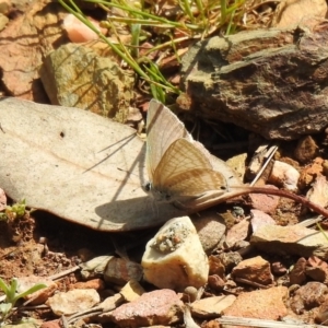 Lampides boeticus at Carwoola, NSW - suppressed