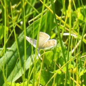 Lampides boeticus at Carwoola, NSW - suppressed