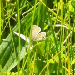 Lampides boeticus at Carwoola, NSW - suppressed