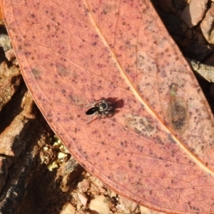 Maratus proszynskii at Carwoola, NSW - 15 Oct 2022