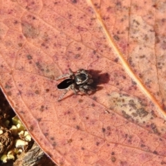 Maratus proszynskii at Carwoola, NSW - 15 Oct 2022