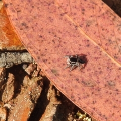 Maratus proszynskii at Carwoola, NSW - 15 Oct 2022