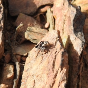 Maratus proszynskii at Carwoola, NSW - 15 Oct 2022