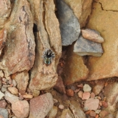 Maratus calcitrans (Kicking peacock spider) at Carwoola, NSW - 14 Oct 2022 by Liam.m