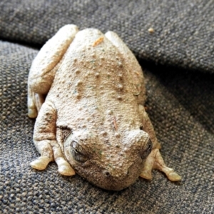 Litoria peronii at Crooked Corner, NSW - 16 Oct 2022