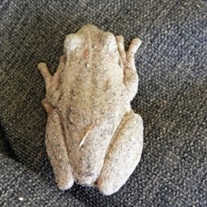 Litoria peronii at Crooked Corner, NSW - 16 Oct 2022