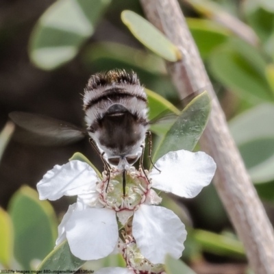 Meomyia sericans (Black & Grey true Bee Fly) at Moruya Heads, NSW - 14 Oct 2022 by Roger