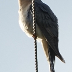 Cacomantis flabelliformis (Fan-tailed Cuckoo) at Stromlo, ACT - 9 Oct 2022 by Ct1000