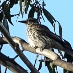 Oriolus sagittatus (Olive-backed Oriole) at Stromlo, ACT - 9 Oct 2022 by Ct1000