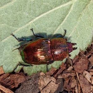 Lamprima aurata at Greenway, ACT - 14 Oct 2022 11:49 AM