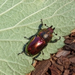 Lamprima aurata at Greenway, ACT - 14 Oct 2022 11:49 AM