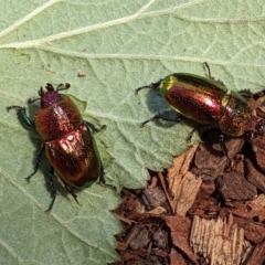 Lamprima aurata at Greenway, ACT - 14 Oct 2022