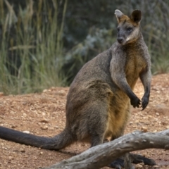 Wallabia bicolor (Swamp Wallaby) at Cootamundra, NSW - 29 Nov 2021 by trevsci