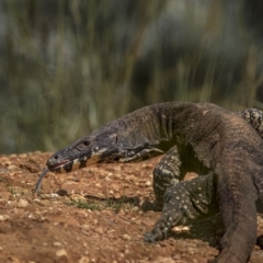 Varanus varius (Lace Monitor) at Jindalee National Park - 29 Nov 2021 by trevsci