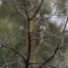 Stizoptera bichenovii at Cootamundra, NSW - 29 Nov 2021