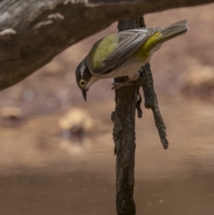 Melithreptus brevirostris (Brown-headed Honeyeater) at Jindalee National Park - 29 Nov 2021 by trevsci