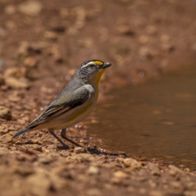 Pardalotus striatus (Striated Pardalote) at Cootamundra, NSW - 29 Nov 2021 by trevsci