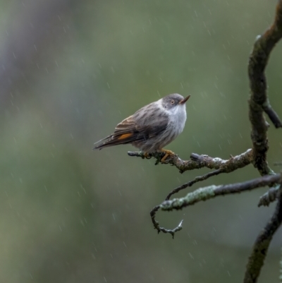 Daphoenositta chrysoptera (Varied Sittella) at Cootamundra, NSW - 18 Jul 2021 by trevsci