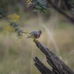 Petroica rosea (Rose Robin) at Cootamundra, NSW - 18 Jul 2021 by trevsci