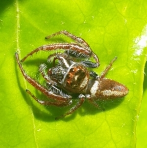 Opisthoncus grassator at Latham, ACT - 15 Oct 2022