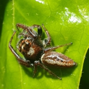 Opisthoncus grassator at Latham, ACT - 15 Oct 2022