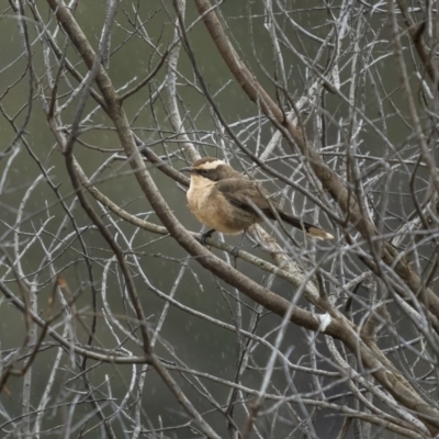 Pomatostomus superciliosus (White-browed Babbler) at Cootamundra, NSW - 18 Jul 2021 by trevsci