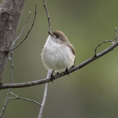 Acanthiza uropygialis (Chestnut-rumped Thornbill) at Jindalee National Park - 18 Jul 2021 by trevsci