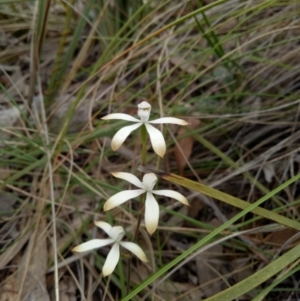 Caladenia ustulata at Bruce, ACT - 16 Oct 2022