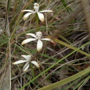 Caladenia ustulata at Bruce, ACT - 16 Oct 2022