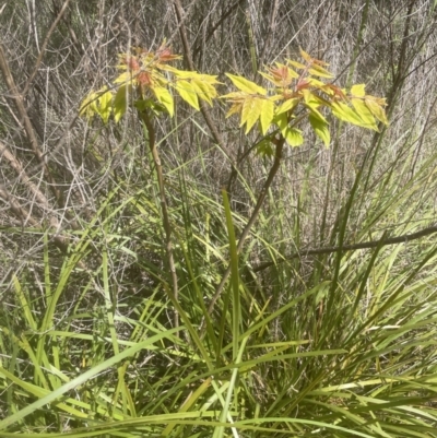 Ailanthus altissima (Tree-of-Heaven) at Aranda, ACT - 16 Oct 2022 by lbradley