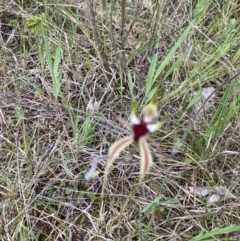 Caladenia atrovespa (Green-comb Spider Orchid) at Molonglo Valley, ACT - 16 Oct 2022 by Jenny54
