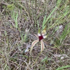 Caladenia atrovespa (Green-comb Spider Orchid) at Molonglo Valley, ACT - 15 Oct 2022 by Jenny54