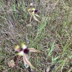 Caladenia atrovespa at Molonglo Valley, ACT - 16 Oct 2022