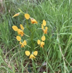 Diuris nigromontana (Black Mountain Leopard Orchid) at Molonglo Valley, ACT - 15 Oct 2022 by Jenny54