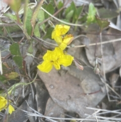 Goodenia hederacea subsp. hederacea (Ivy Goodenia, Forest Goodenia) at Aranda, ACT - 16 Oct 2022 by lbradley