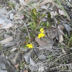 Goodenia hederacea subsp. hederacea at Aranda, ACT - 16 Oct 2022