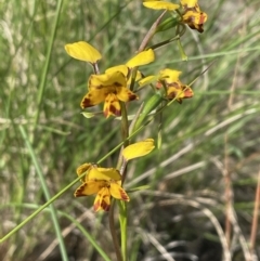 Diuris nigromontana (Black Mountain Leopard Orchid) at Bruce, ACT - 16 Oct 2022 by JVR